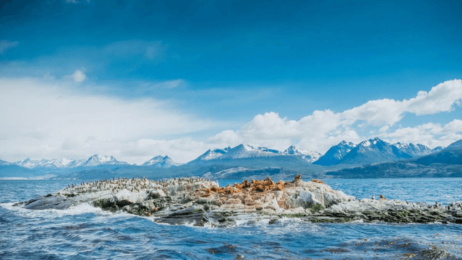 Wildlife watching on the Beagle Channel: sea lions and seabirds Wildlife watching on the Beagle Channel: sea lions and seabirds