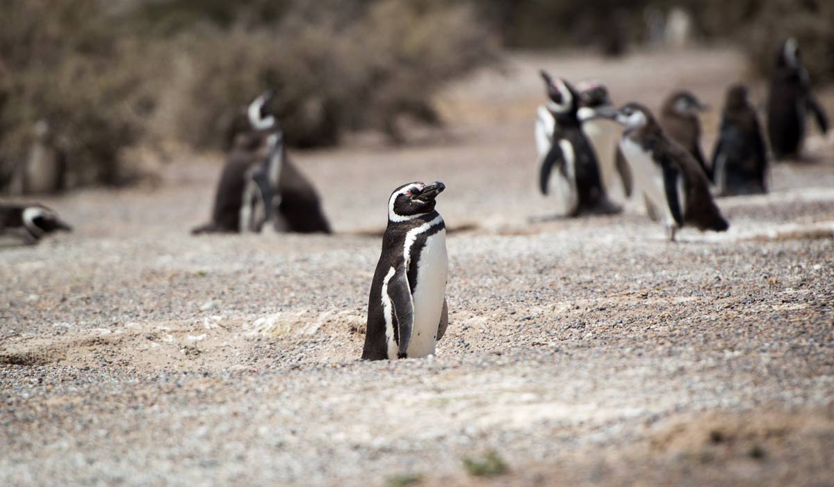 Pinguinos en Puerto Madryn